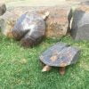 Tortoise garden ornaments