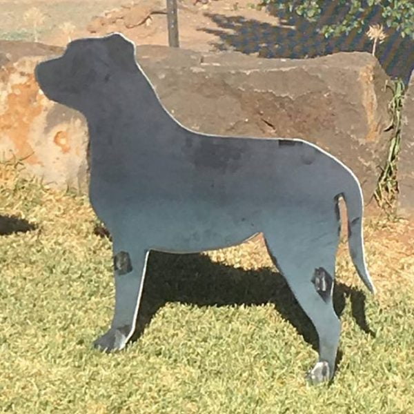 Staffy