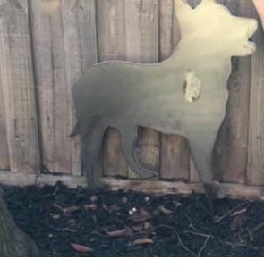 Blue Heeler