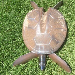 Cook Island turtle item 01